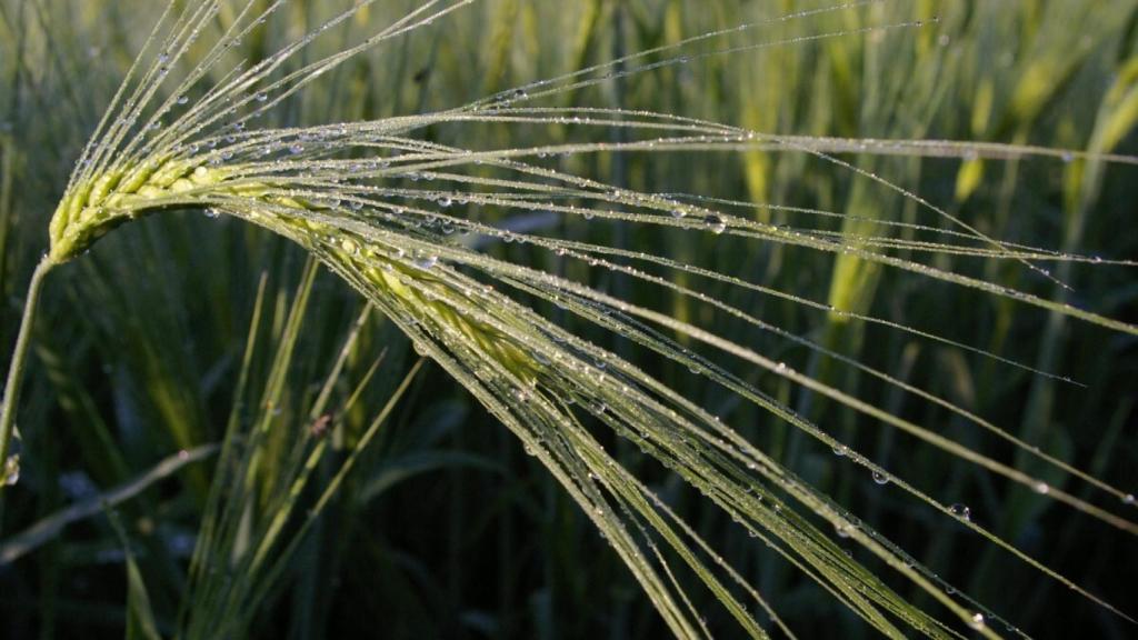 Cuando está verde, la cebada puede ayudarnos a mantener una buena salud.