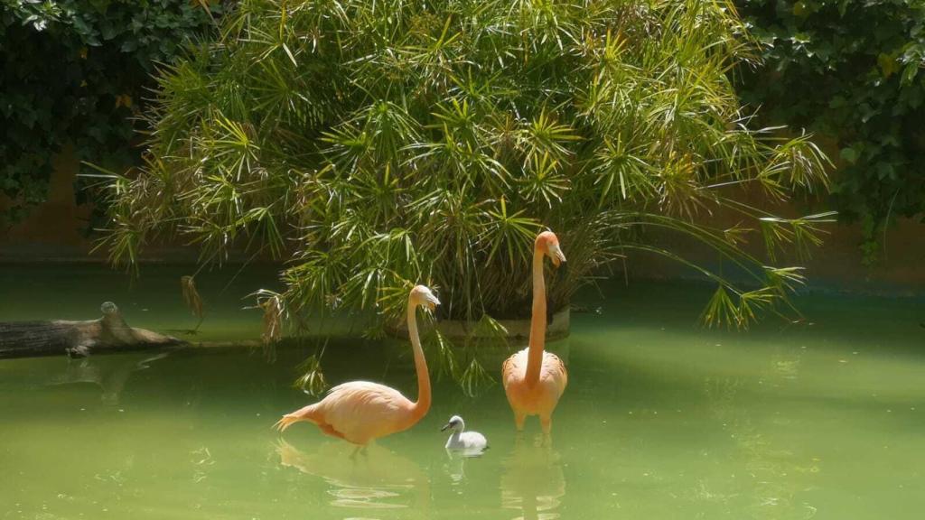 La cría aún no tiene el característico color rosado que adquieren a través de su dieta.