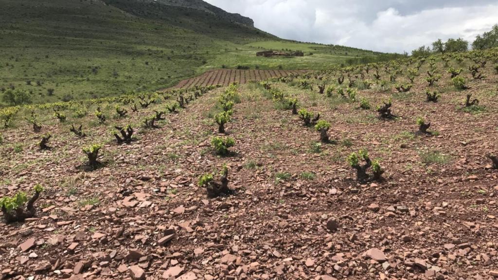 Viñas en altitud en Aragón.