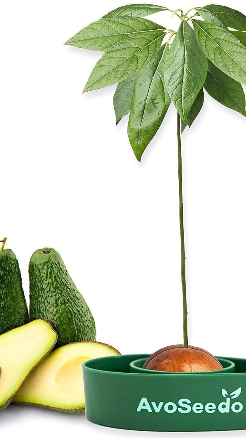 Kit jardineria para aguacate