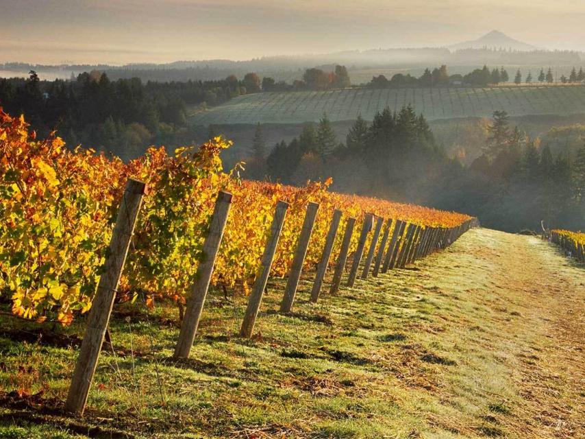 Viñedo de la Champaña.