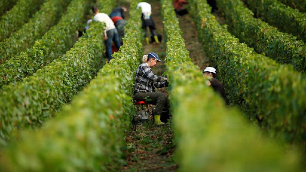 Vendimia manual en los viñedos de la Champaña.
