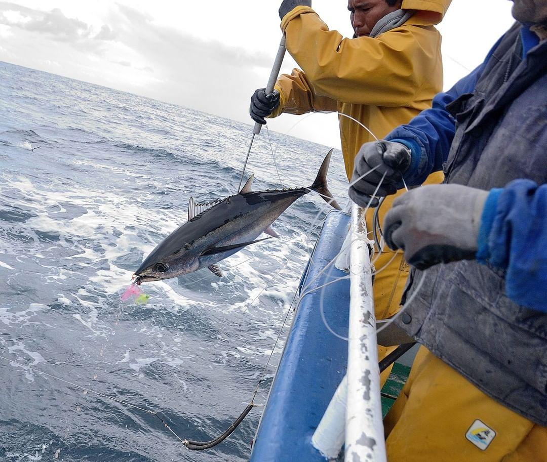 La captura del bonito mediante el proceso del curricán es un tipo de pesca individualizada, donde cada ejemplar es revisado de manera personal para asegurar la mejor calidad posible(Foto: Instagram // OPP Lugo)