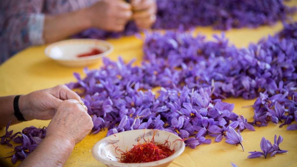 Azafrán de La Mancha. Imagen de archivo