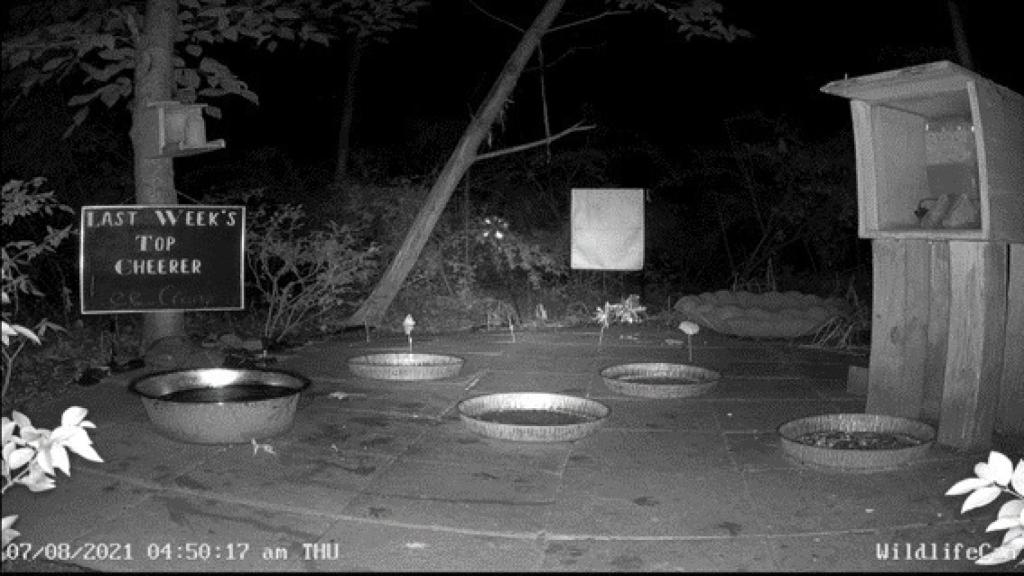 Cámara de seguridad con 1.600 personas dentro. ¿Qué hacen ahí?