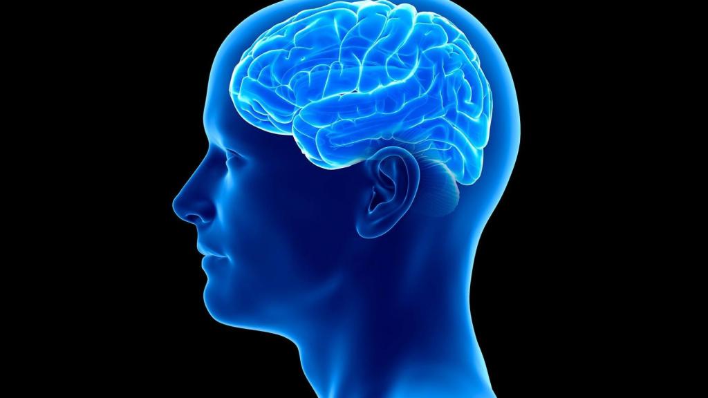 El cerebro es quizá el órgano más desconocido.