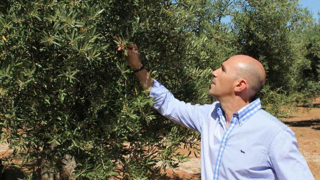 José Gálvez en uno de sus campos de olivos.
