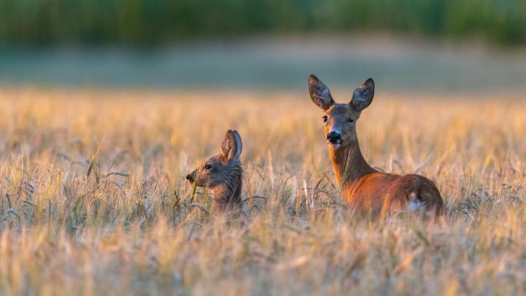 Una imagen de archivo de dos ciervos.