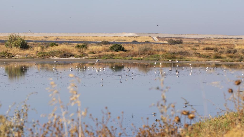 Flamencos en las inmediaciones de la balsa de los fosfoyesos.