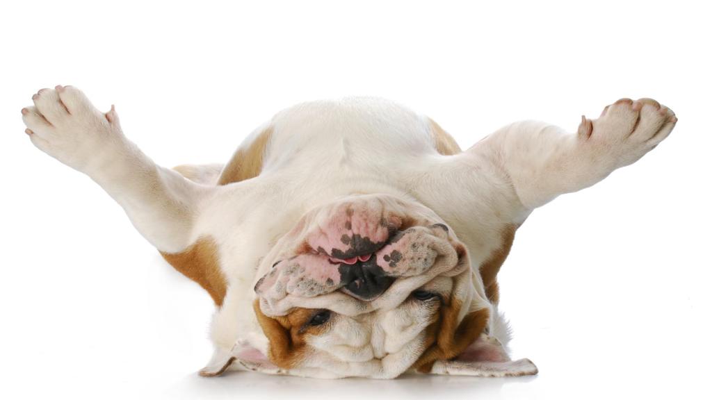 Un perro que sufre obesidad.