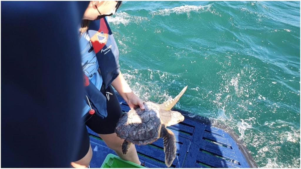 Imagen de archivo del rescate de una tortuga.