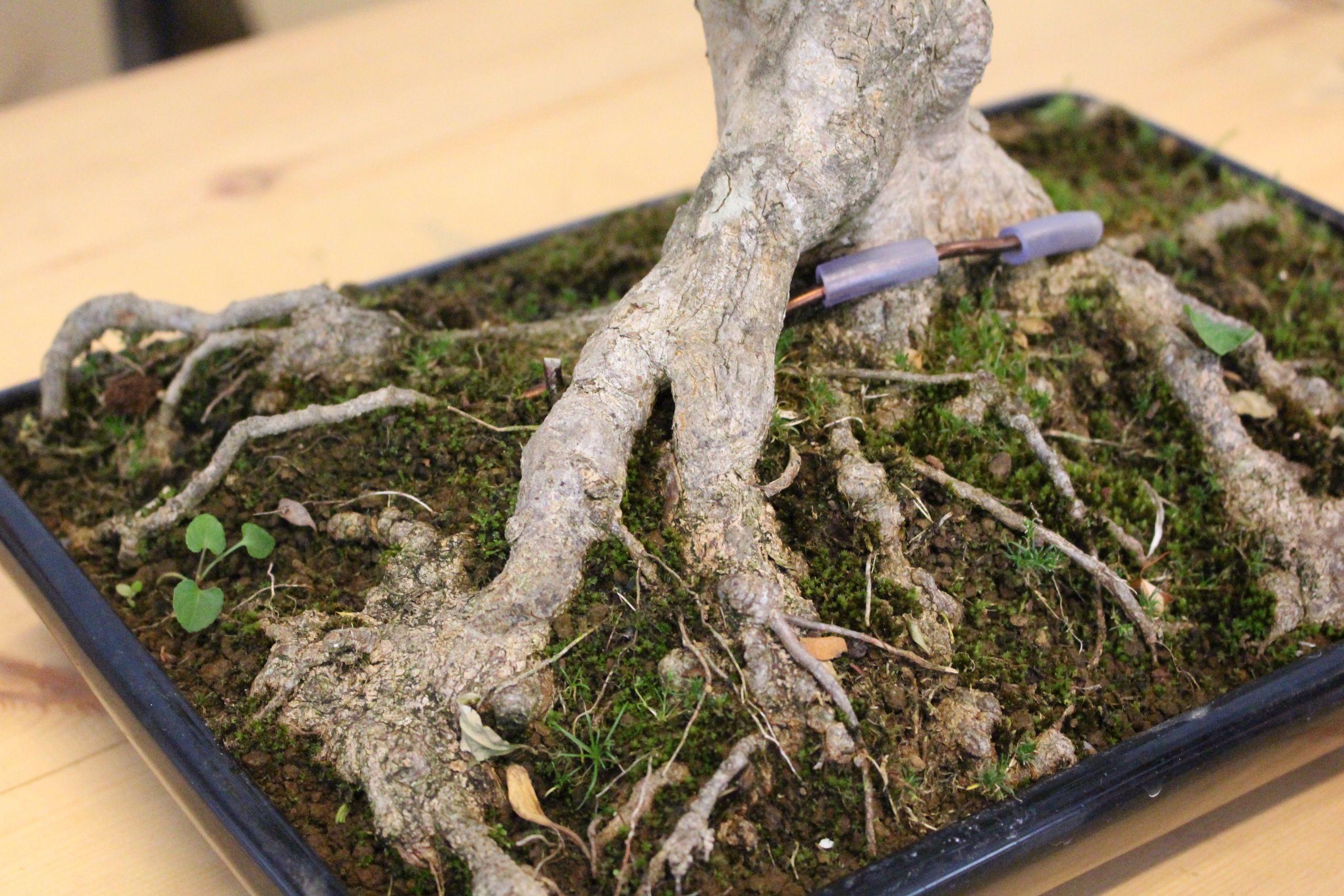 Nebari de un bonsái (Sandra Rivadulla).