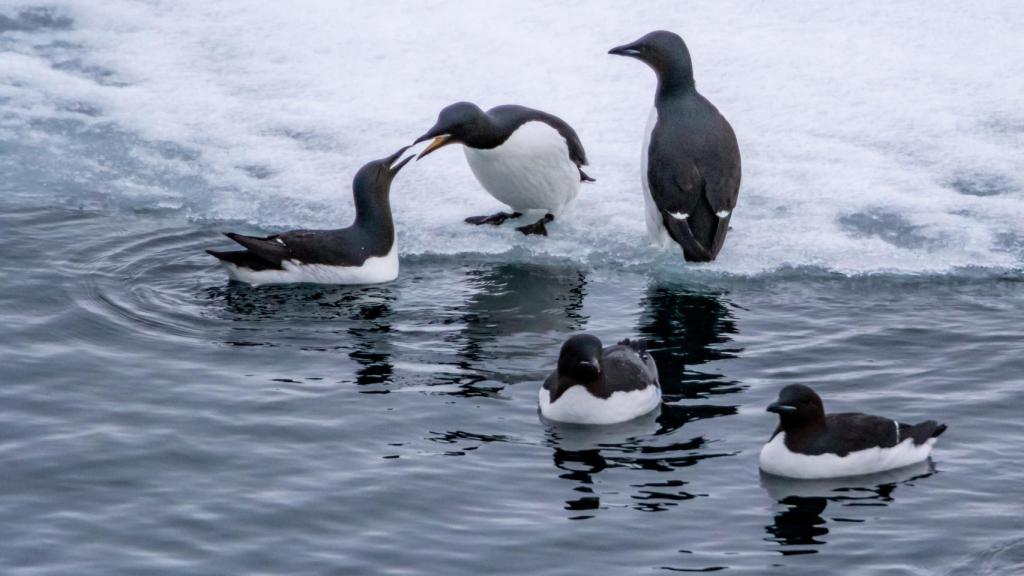 Araos de pico ancho en el archipiélago de Svalbard (Noruega).