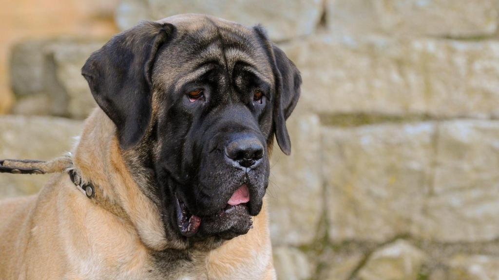 perro mastín