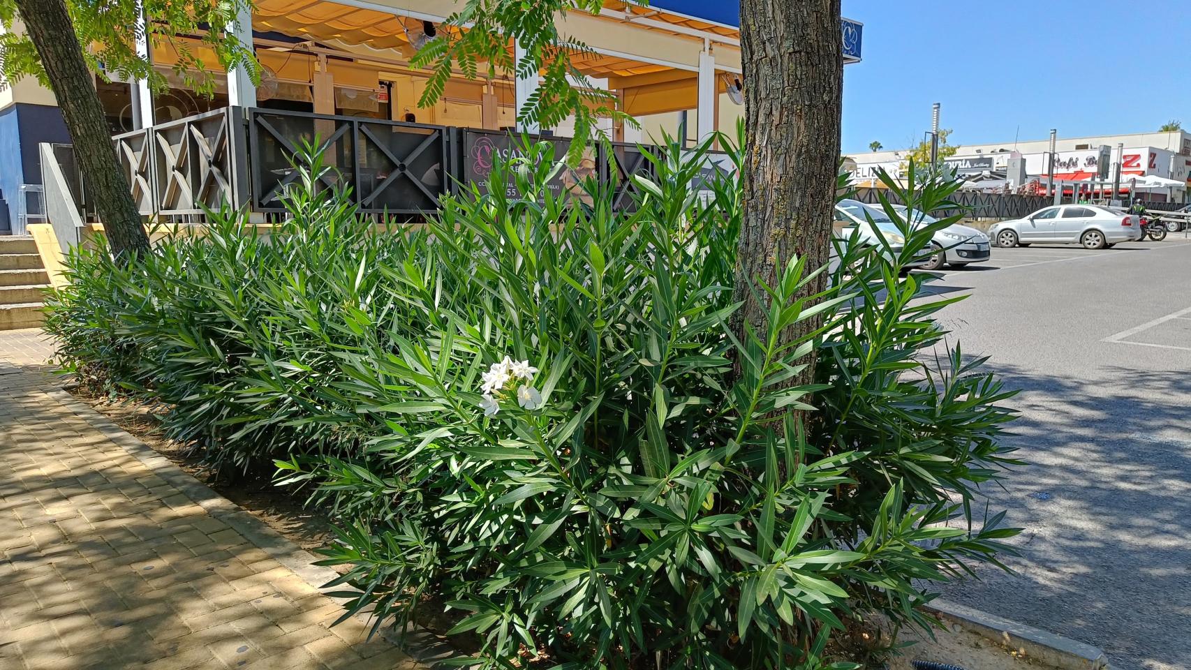 Probamos la cámara del OnePlus Nord 2