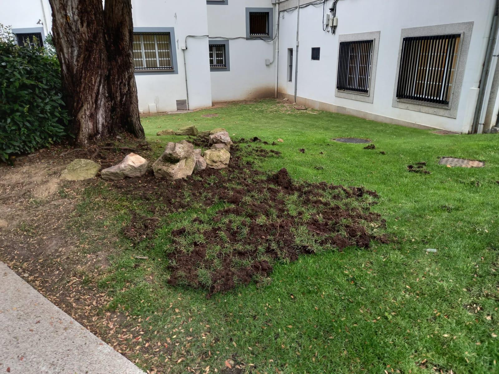 Desperfectos ocasionados por los jabalíes (Fuente: Concello de Cambre)