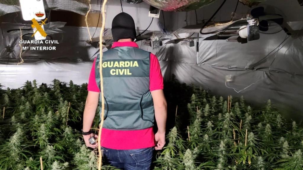 Un agente observa la plantación