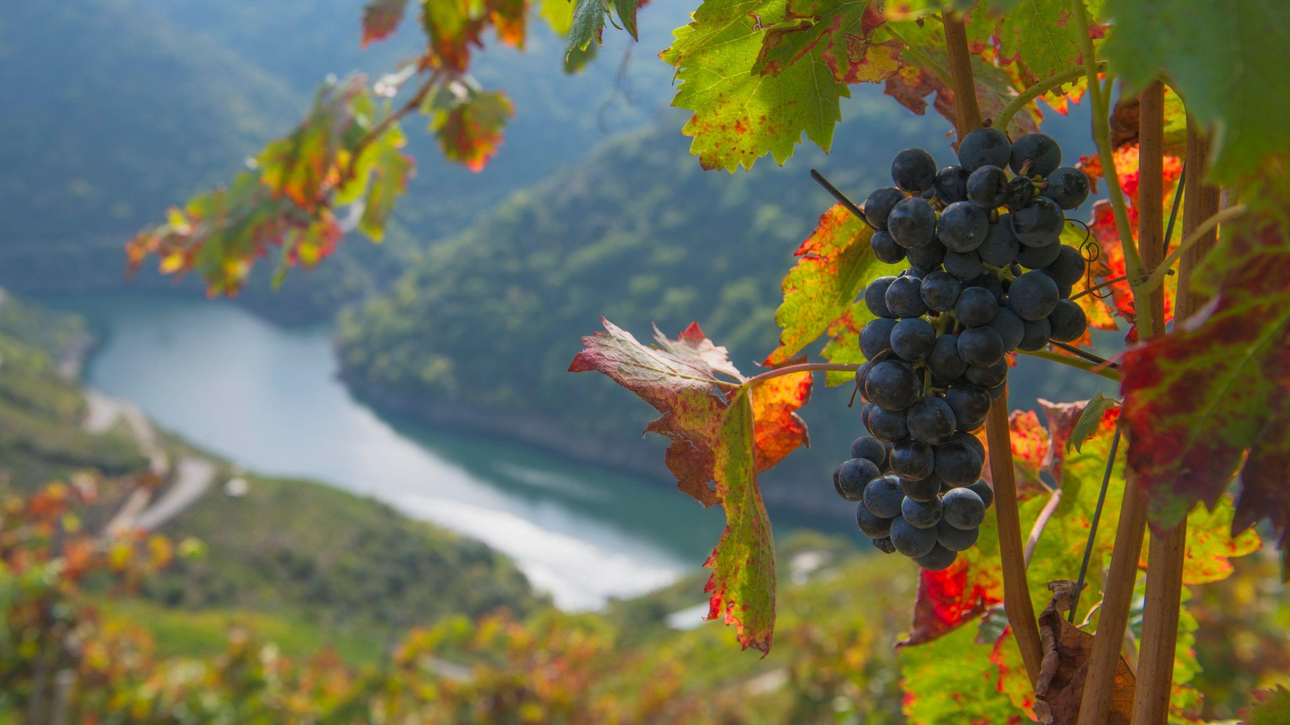 Viñedos de la Ribeira Sacra