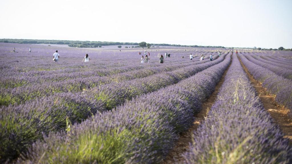 Los campos de lavanda de Brihuega acogen, cada fin de semana, hasta 40.000 turistas.