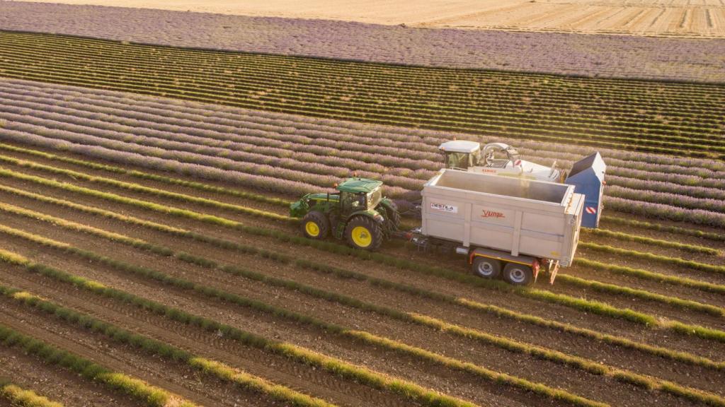 Las máquinas recolectando la lavanda de la familia De Lope, que dirige la empresa Alcarria Flora.