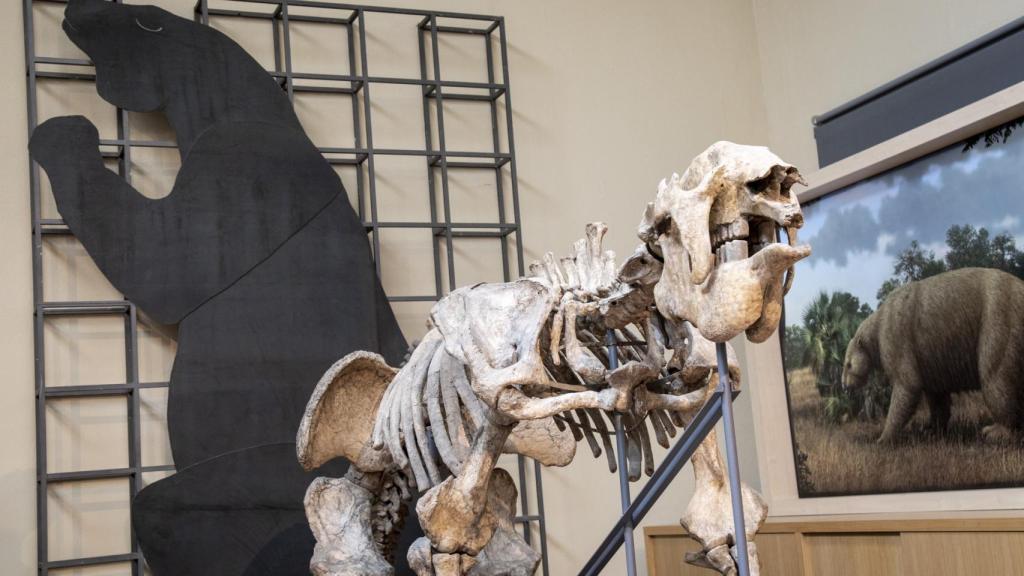 El megaterio encontrado en Argentina en el s. XVIII es una de las joyas de este museo.