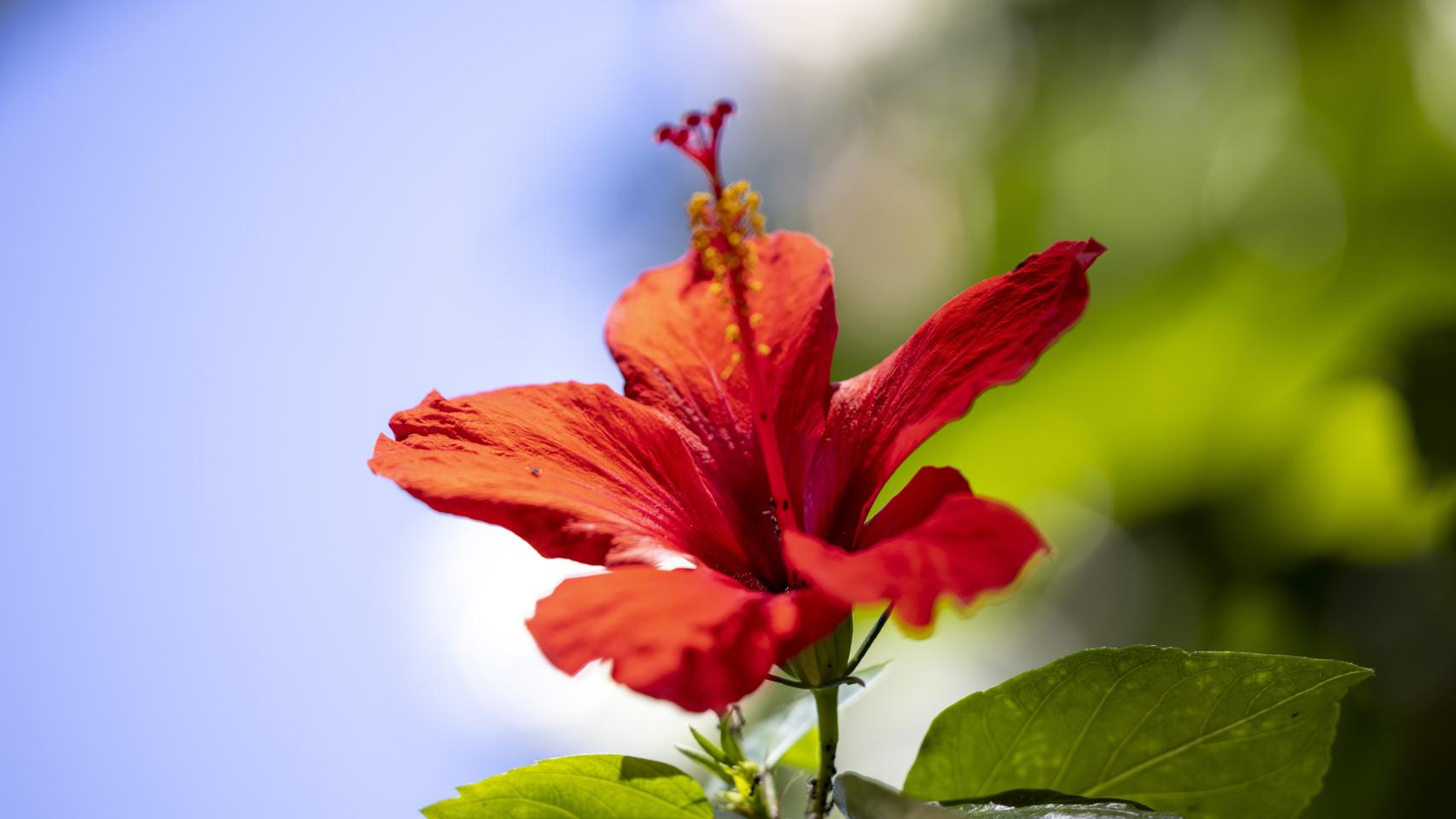 Fotografías macro con el Canon RF 100 mm 2.8L Macro IS USM