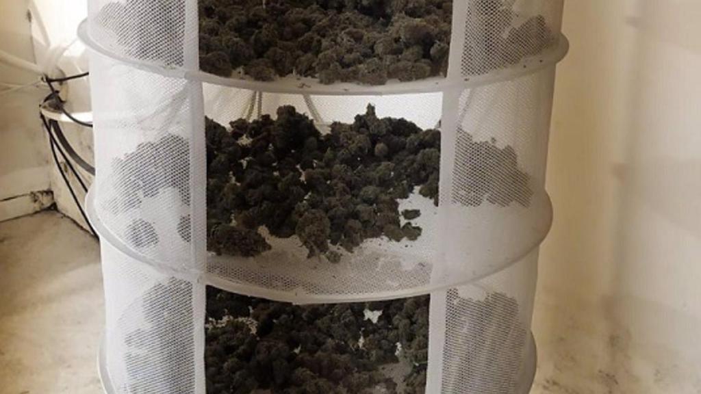 Cogollos de marihuana internvenidos en la operación Selva Negra.