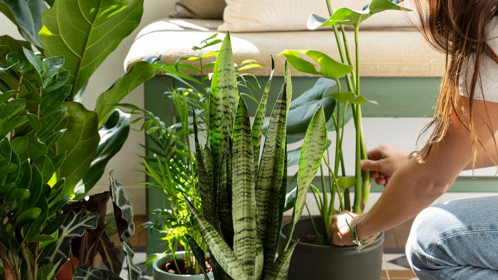 Colvin Jungle es el nuevo vertical dedicado al mundo de las plantas.