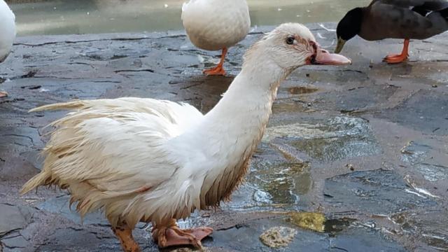 Recogen 15.000 firmas y lanzan un SOS por el estado de decenas de patos en Albacete