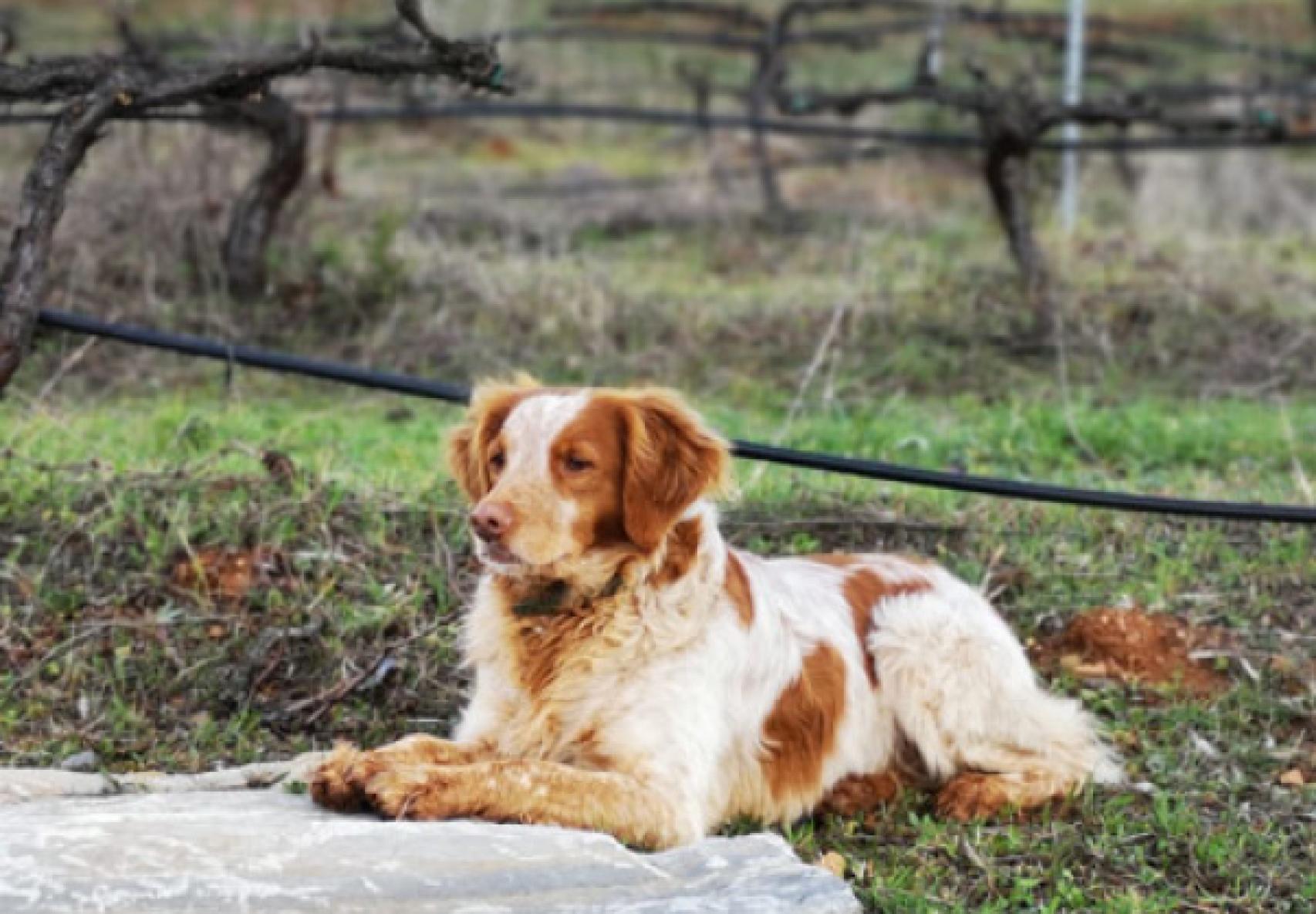 Piu, el 'espantador de pájaros' que da nombre a este vino.