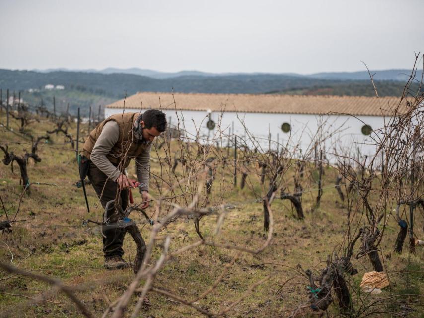 Trabajo en la viña de Tierra Savia.