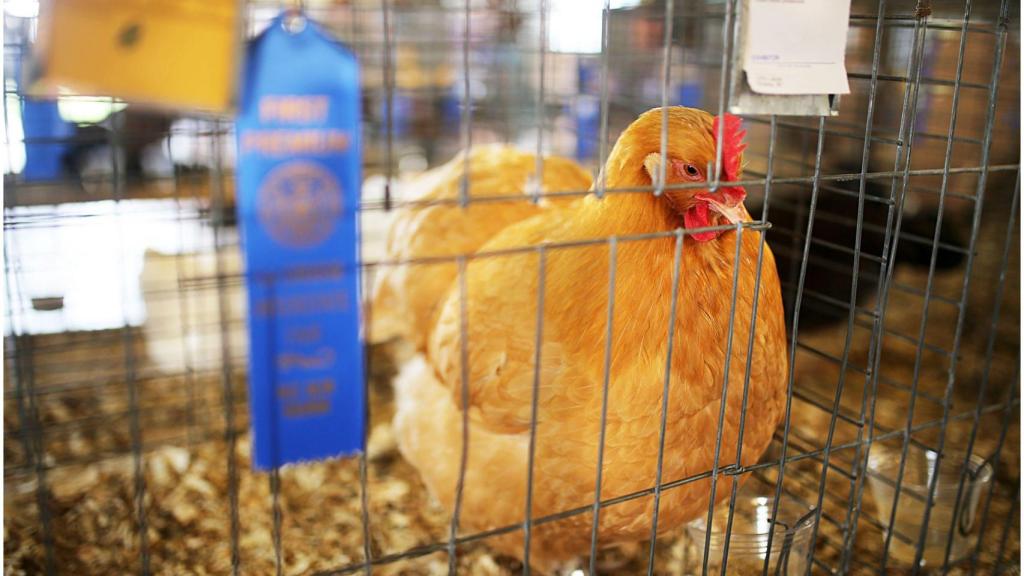 Feria, animales, gallinas.
