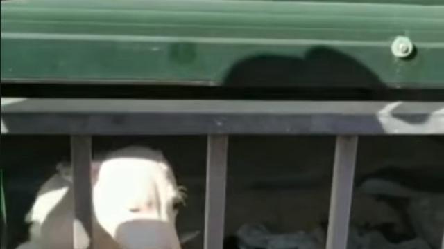 Momento del rescate.