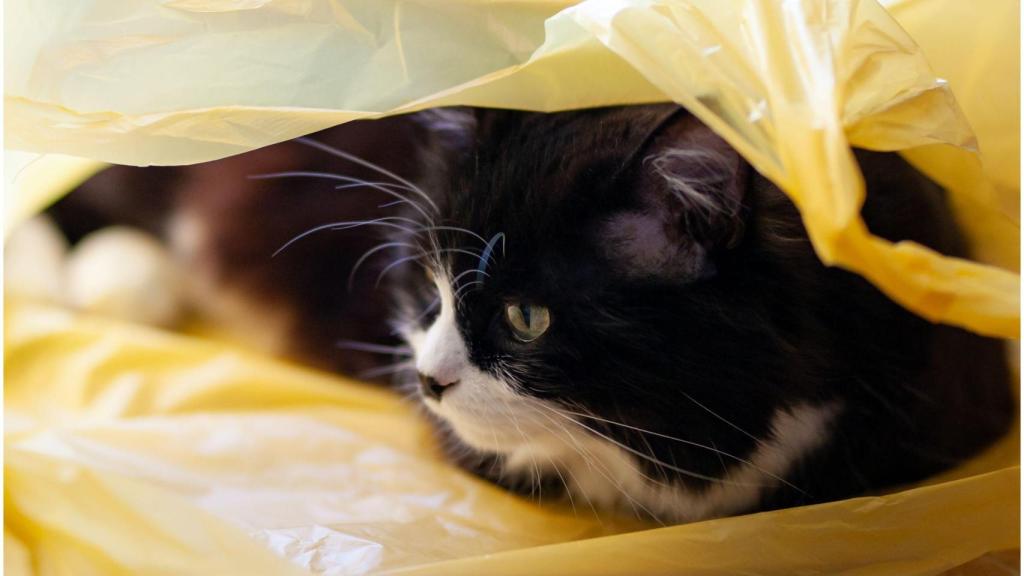 Gatos abandonados, animales.