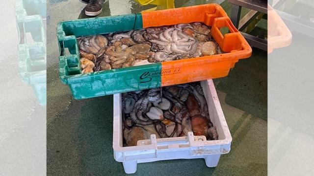 Pulpo decomisado en un operativo contra la captura irregular en el puerto de Baiona (Pontevedra)