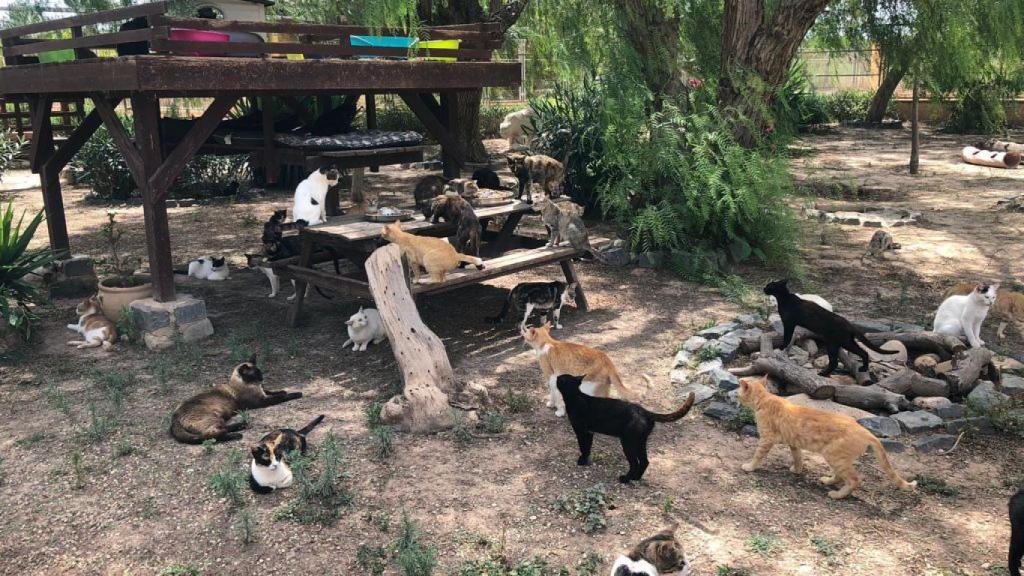 Felinos en el albergue de Alicante.