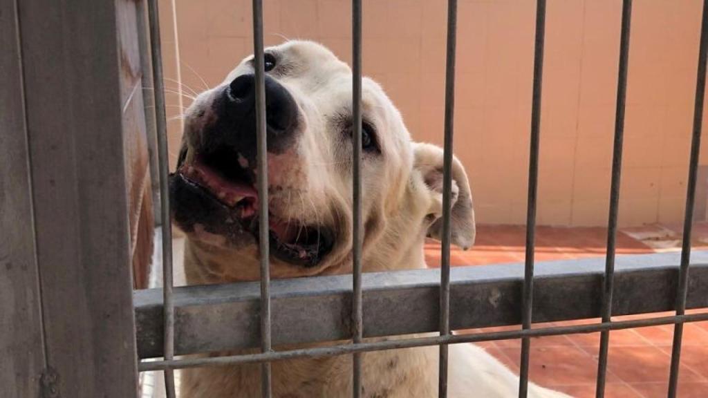Bull, el perro más veterano del servicio de Protección Animal, con 1.554 en el albergue.
