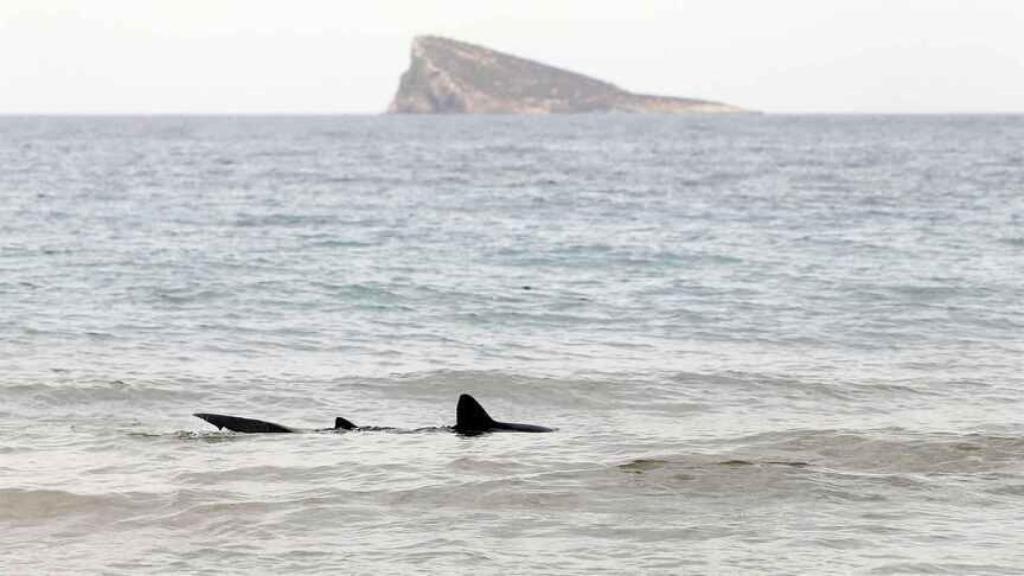 La tintorera con la isla de Benidorm al fondo, el pasado jueves.