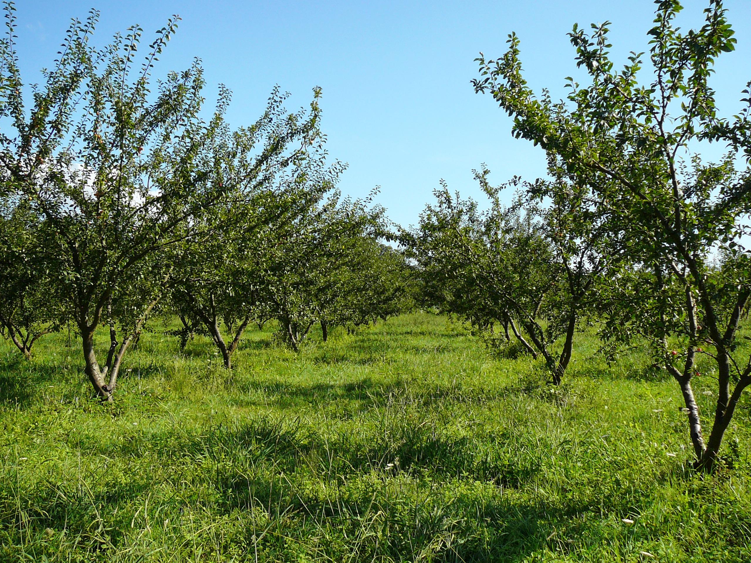 Plantación de árboles de mirabel (Cedida).