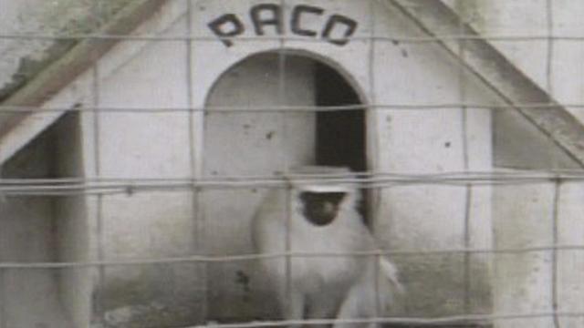 Imagen del documental El mono Paco