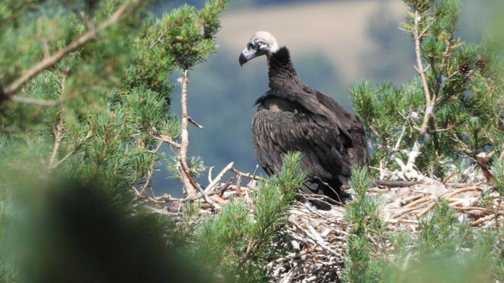 Imagen de archivo de un buitre negro