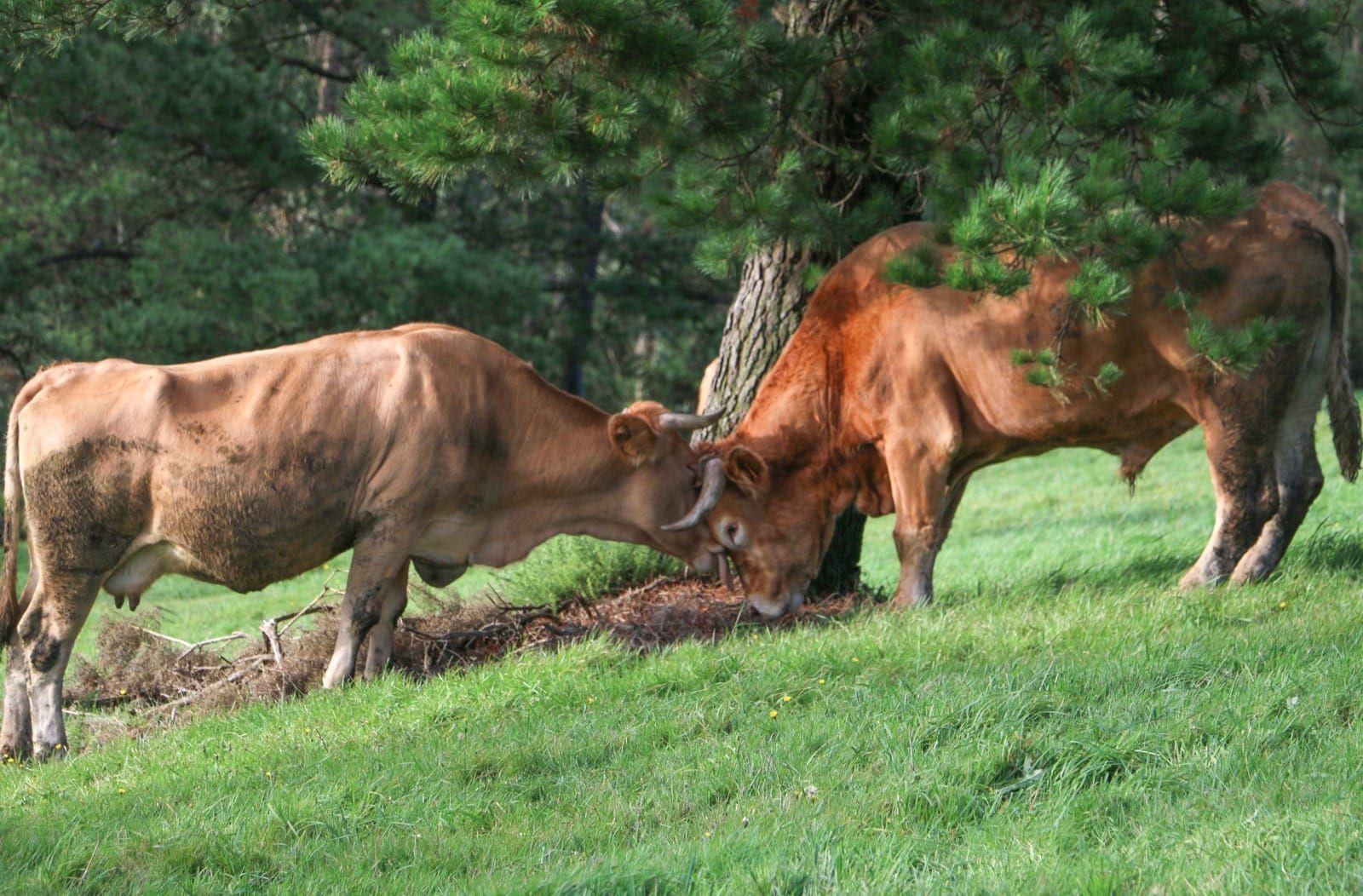  La vaca, un animal casi sagrado (Foto: Concello de Mazaricos)