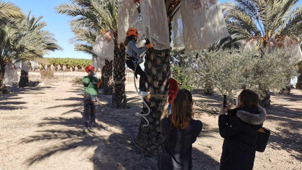 Turistas experimentan subiéndose a una palmera.