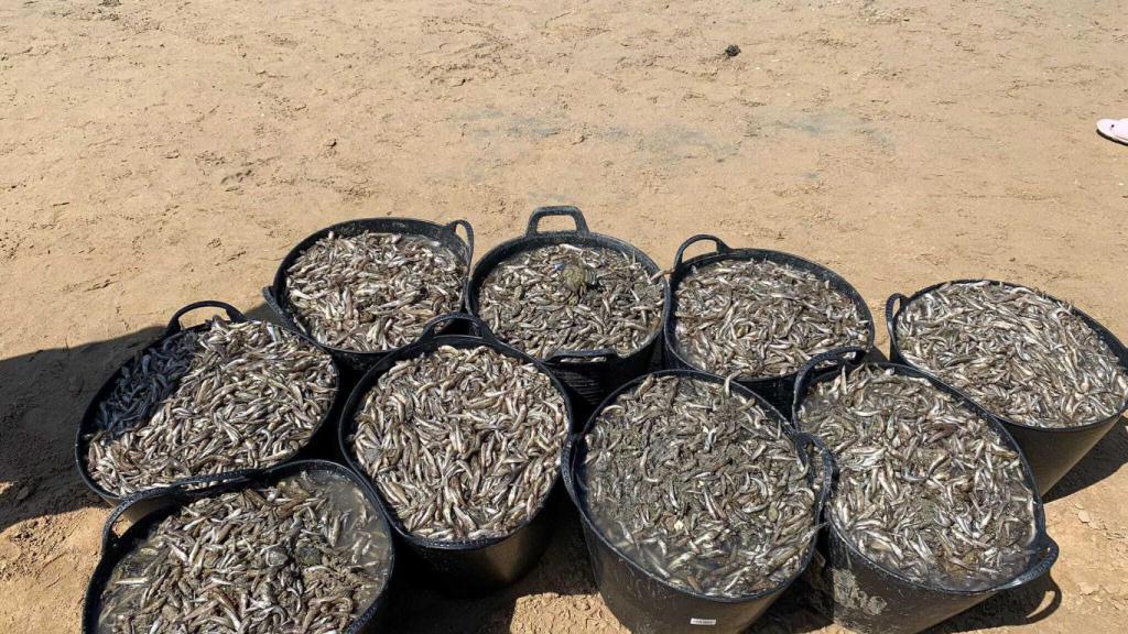 Capazos con peces muertos recogidos en una playa del Mar Menor.