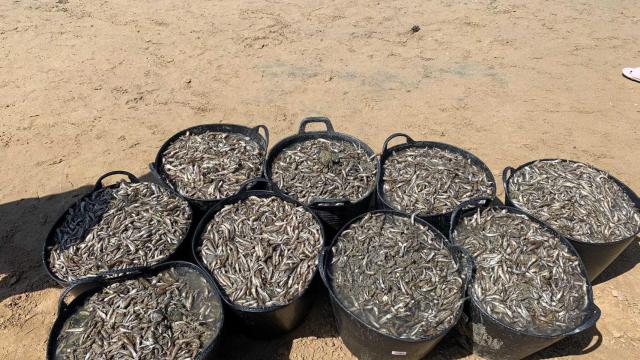 Capazos con peces muertos recogidos en una playa del Mar Menor.