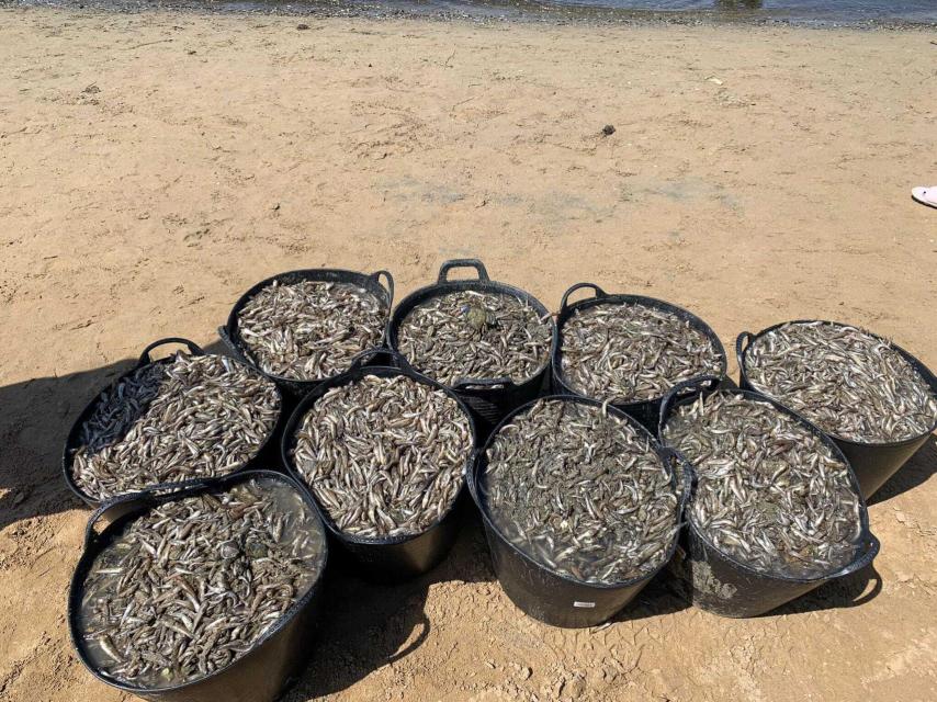 Capazos con peces muertos recogidos en una playa del Mar Menor.