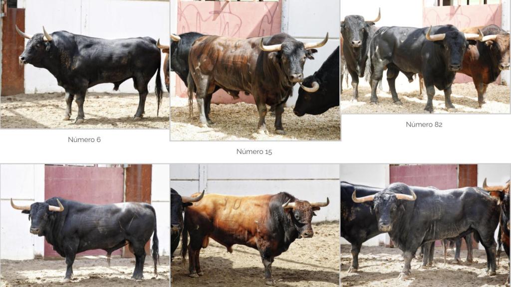 Toros de Daniel Ruiz en los corrales de La Malagueta.