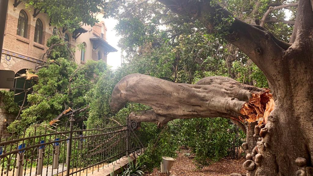 El árbol resquebrajado