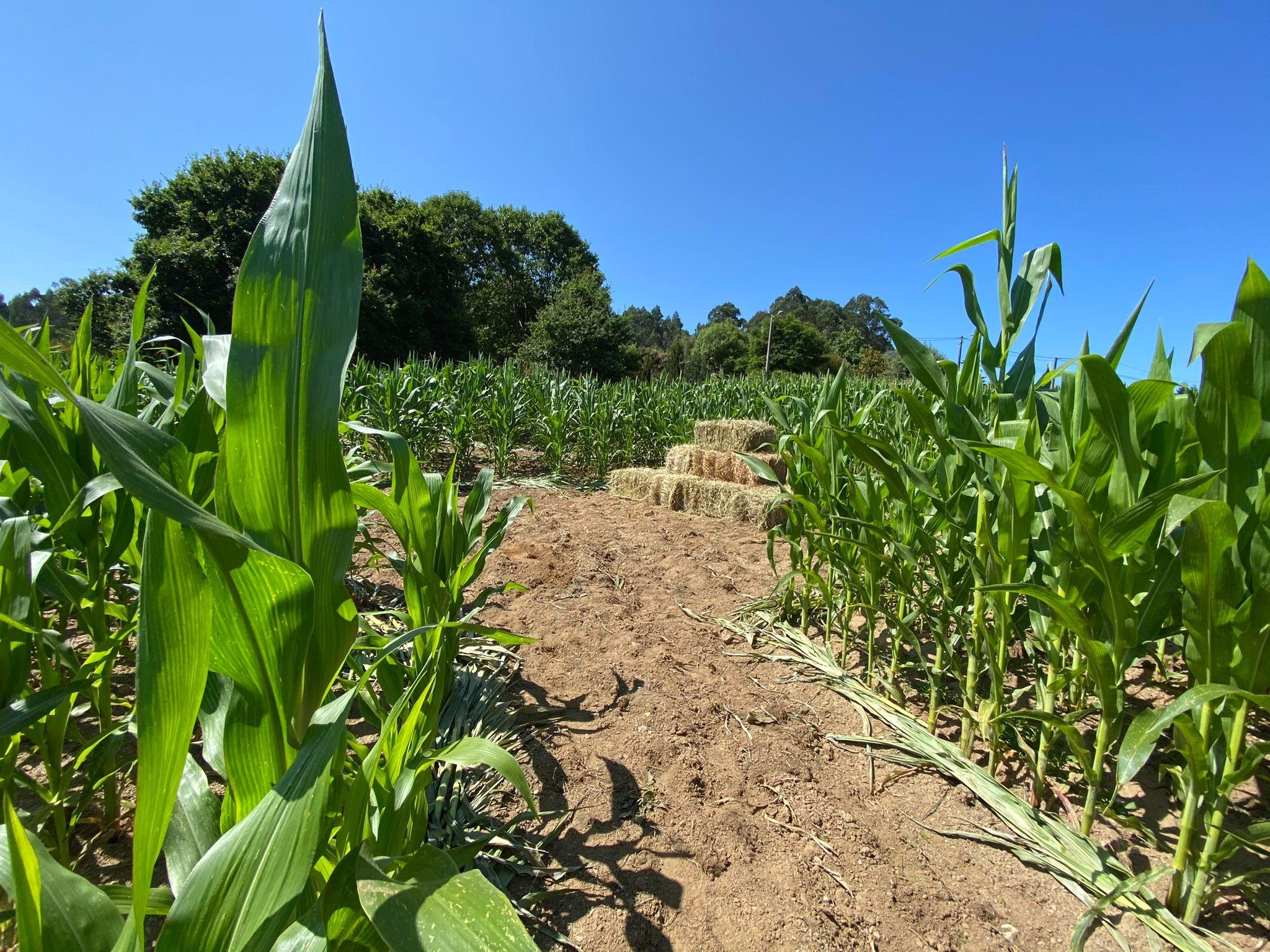 El laberinto de maíz de Cacheiras (Concello de Teo).