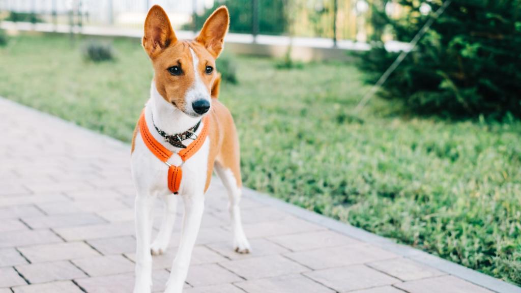 Dueños de perros denuncian la aparición de salchichas con clavos en las calles de Vigo